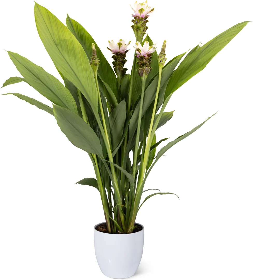 Curcuma Wholesale | Cell Pack & Rhizome | Foremost