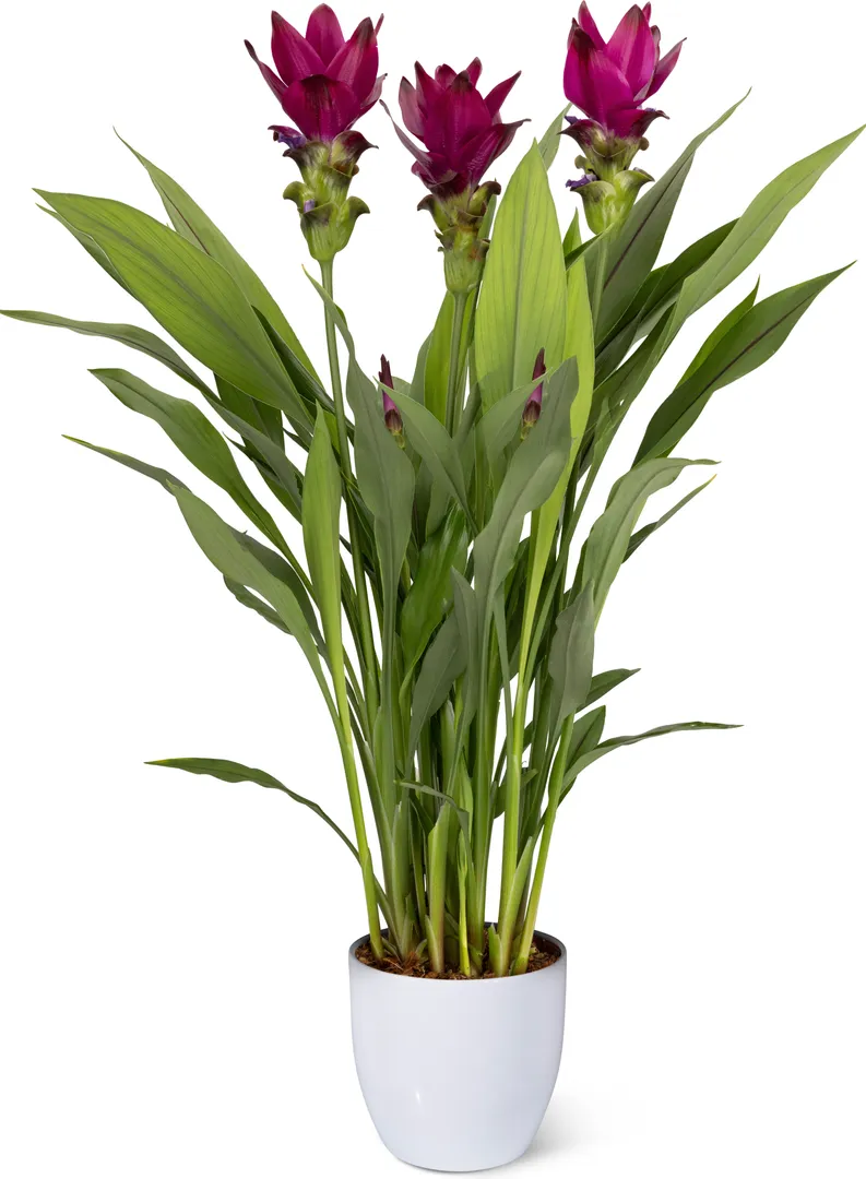 Curcuma Wholesale | Cell Pack & Rhizome | Foremost
