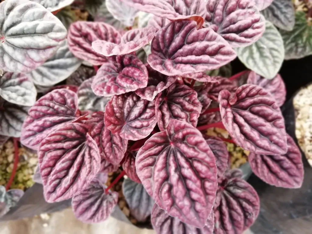 PEPEROMIA RED LUNA