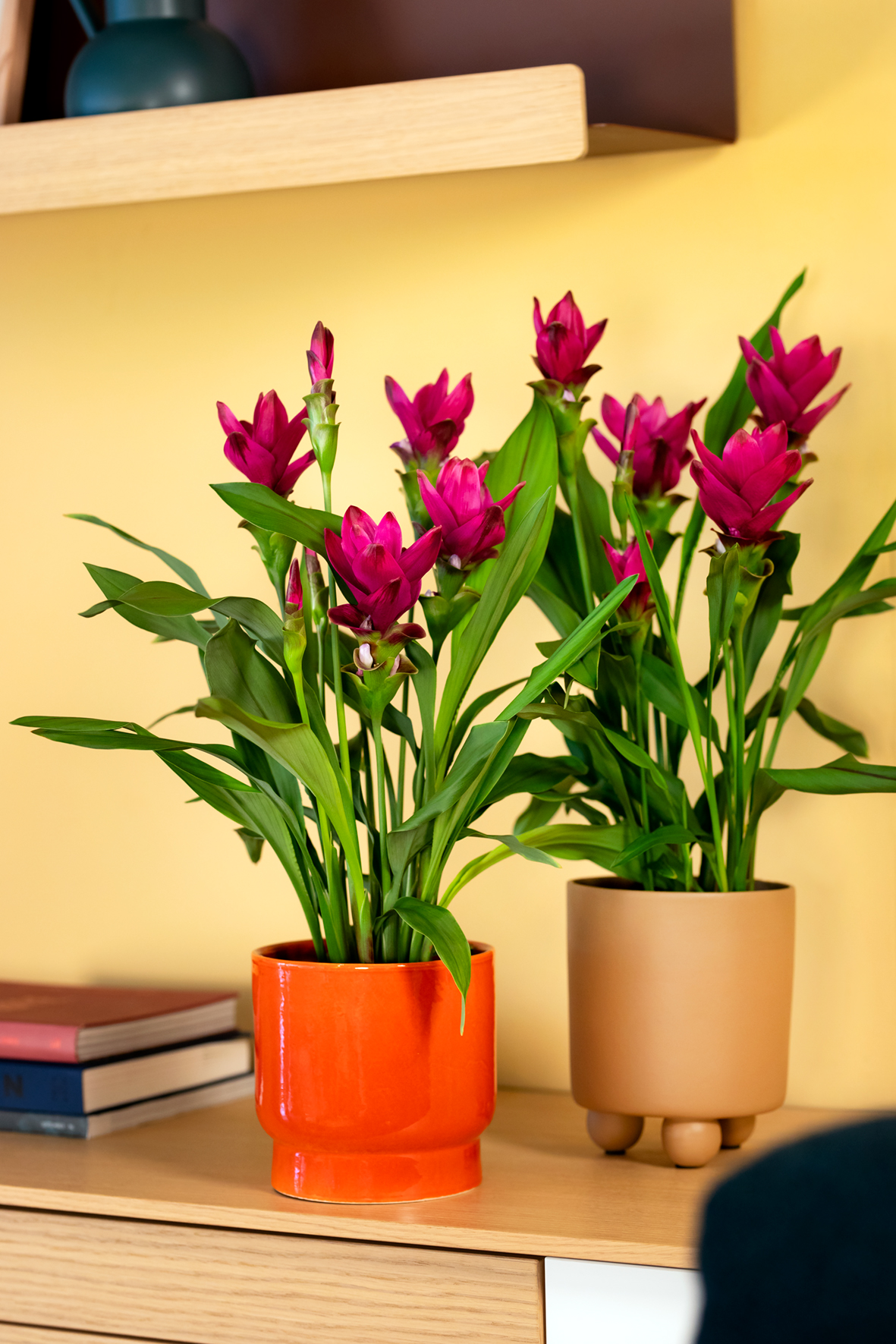 Curcuma Wholesale | Cell Pack & Rhizome | Foremost