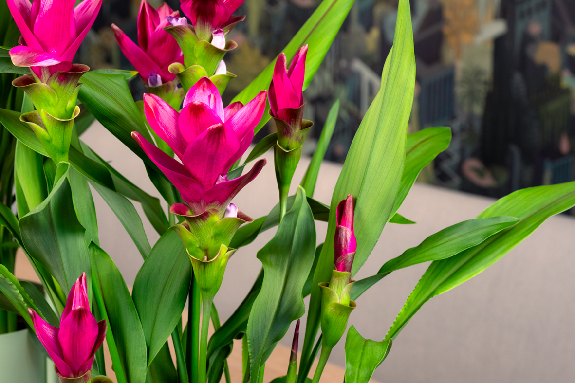 Curcuma Wholesale | Cell Pack & Rhizome | Foremost