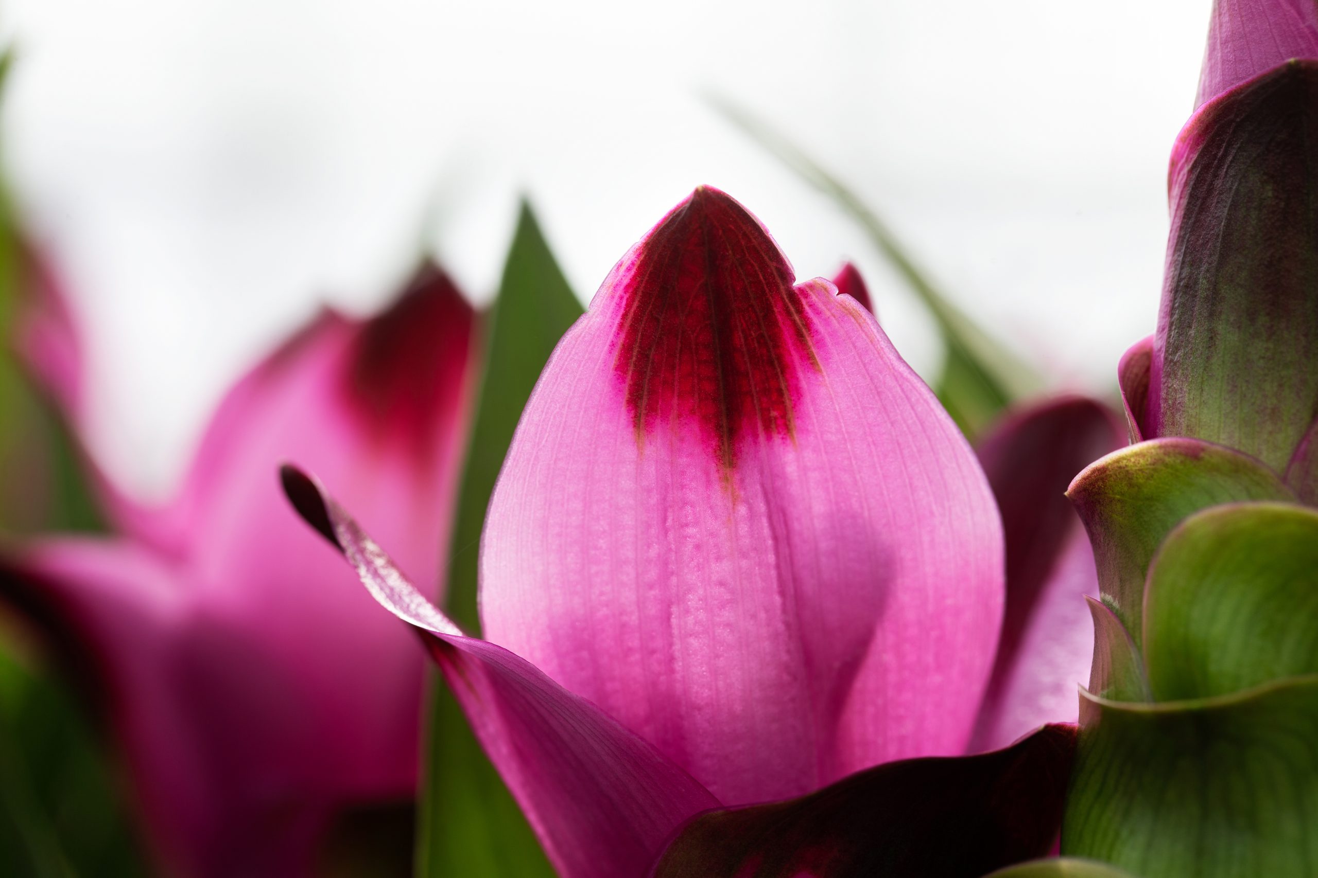 Siam Curcuma1