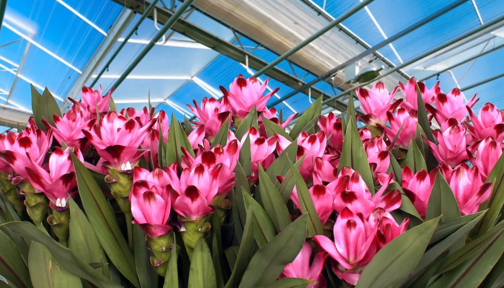 CURCUMA page image