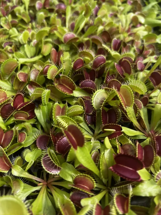 Halloween Plant