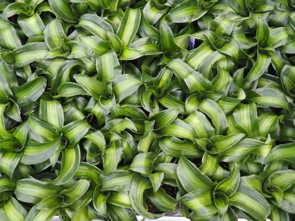 DRACAENA DRAGONTREE
