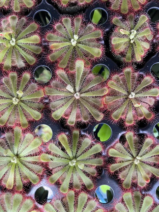 Halloween Plants