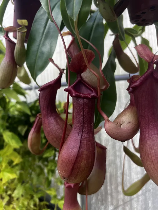 Halloween Plant