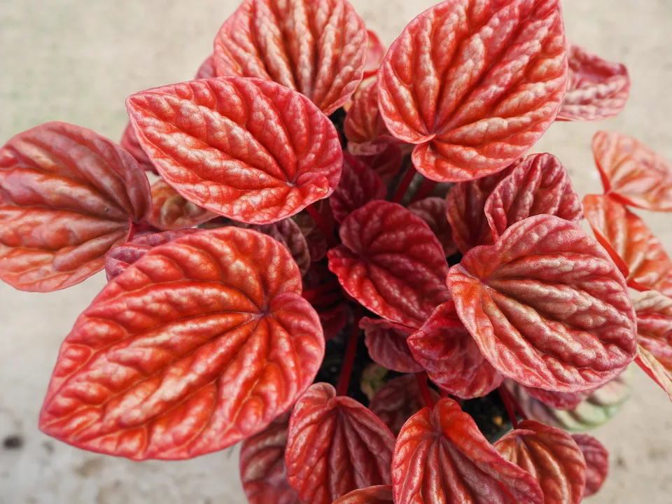 PEPEROMIA card image