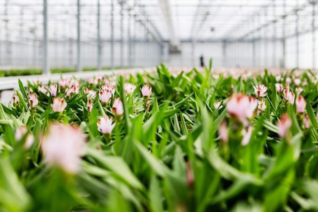 Before You Plan Curcuma - Liners Bulbs & Temperature