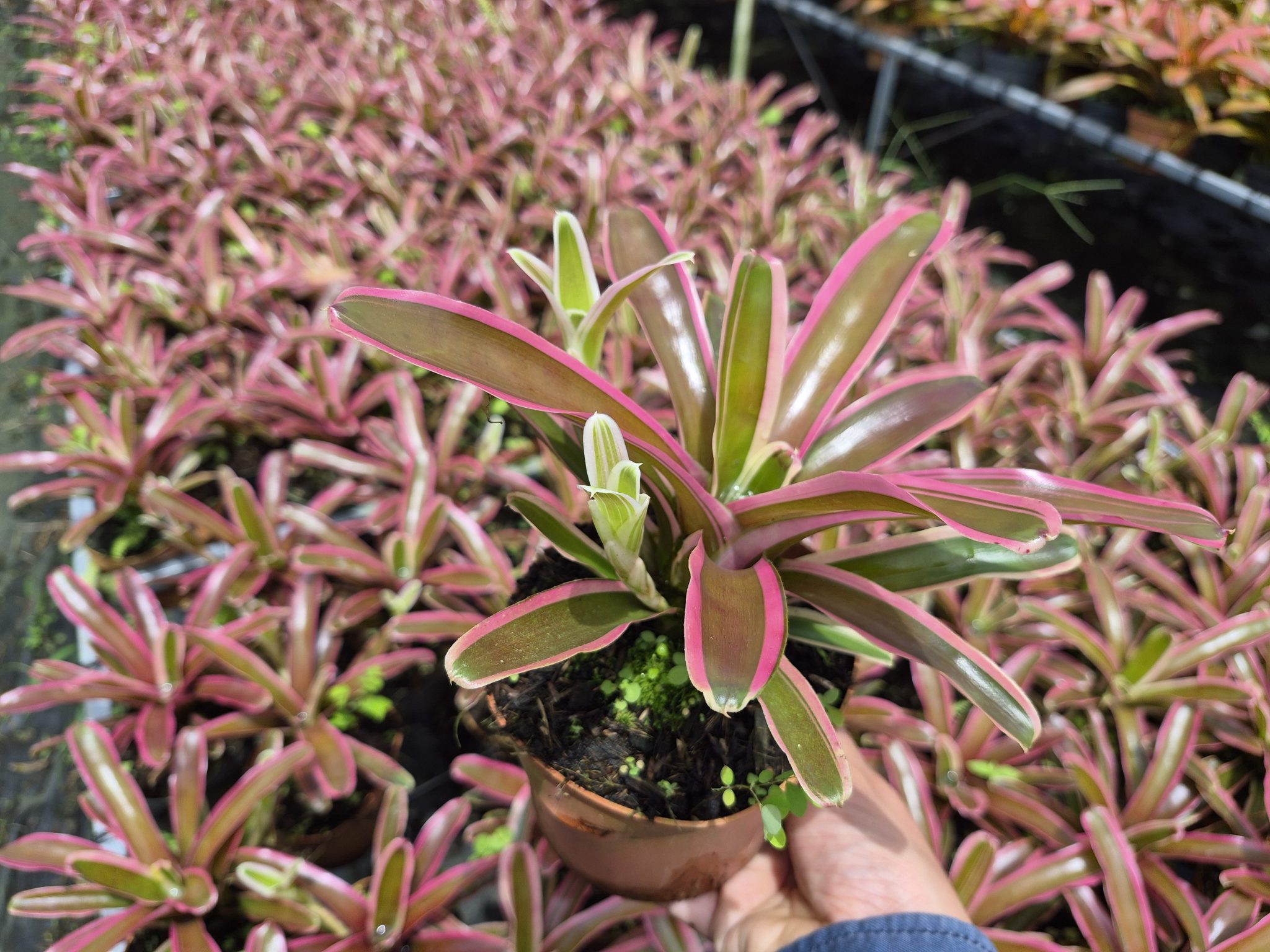 Neoregelia Donger