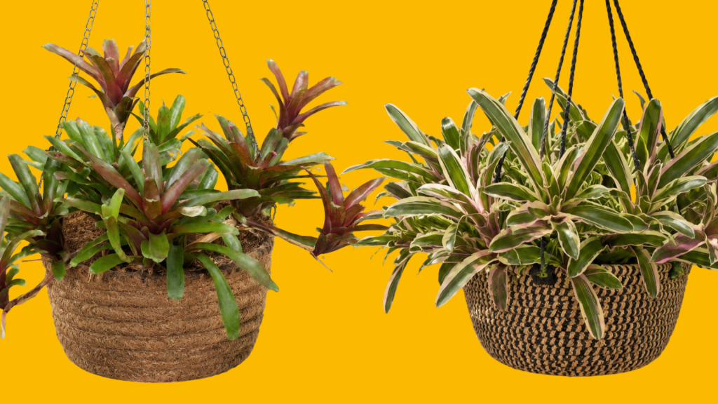 Hanging Basket Neoregelias
