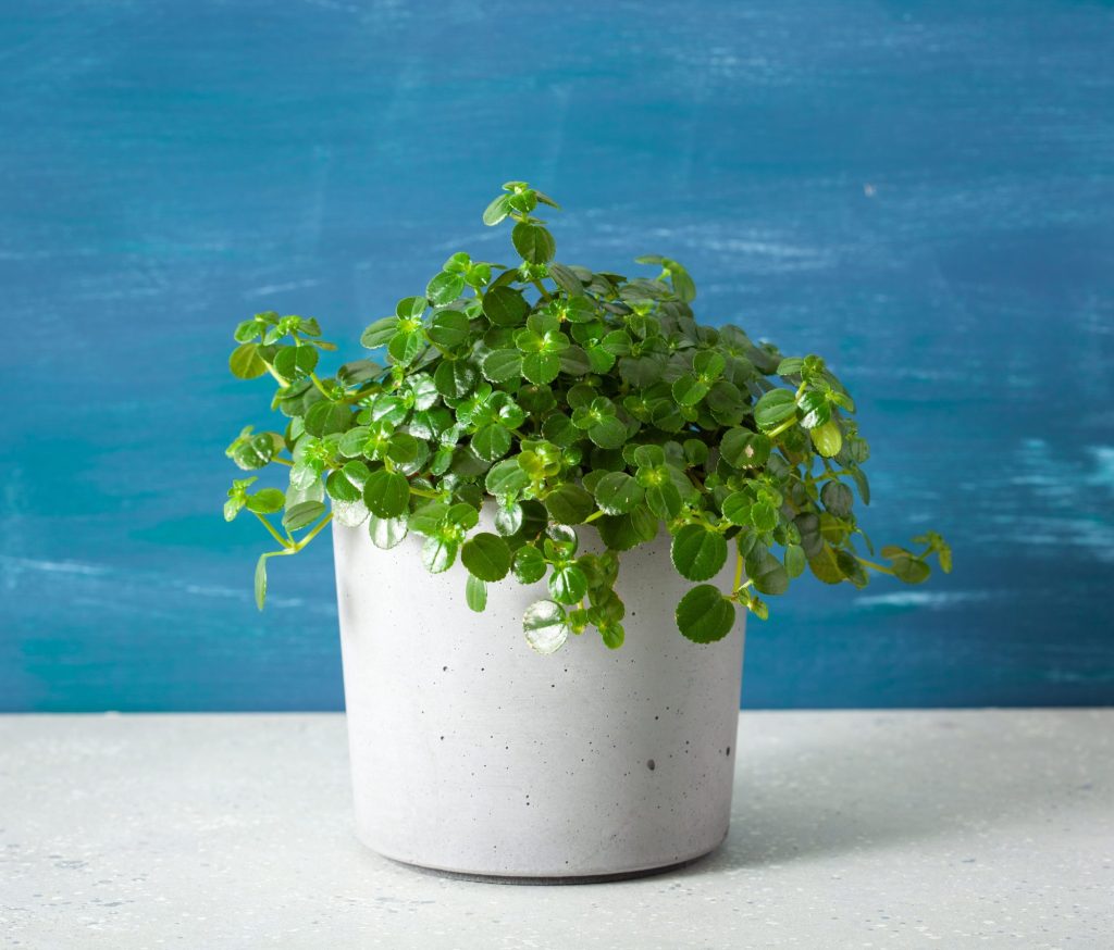 pilea depressa in concrete flowerpot