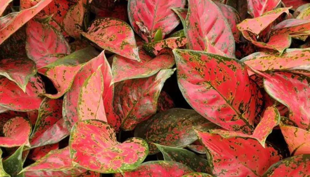 bloodstone billie aglaonema top down - cultivate