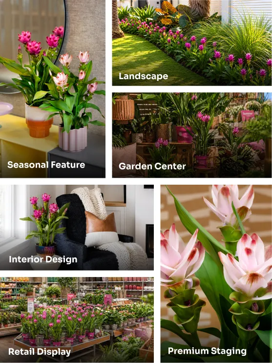 Foremost - Curcuma Built for High‑Impact Displays mobile