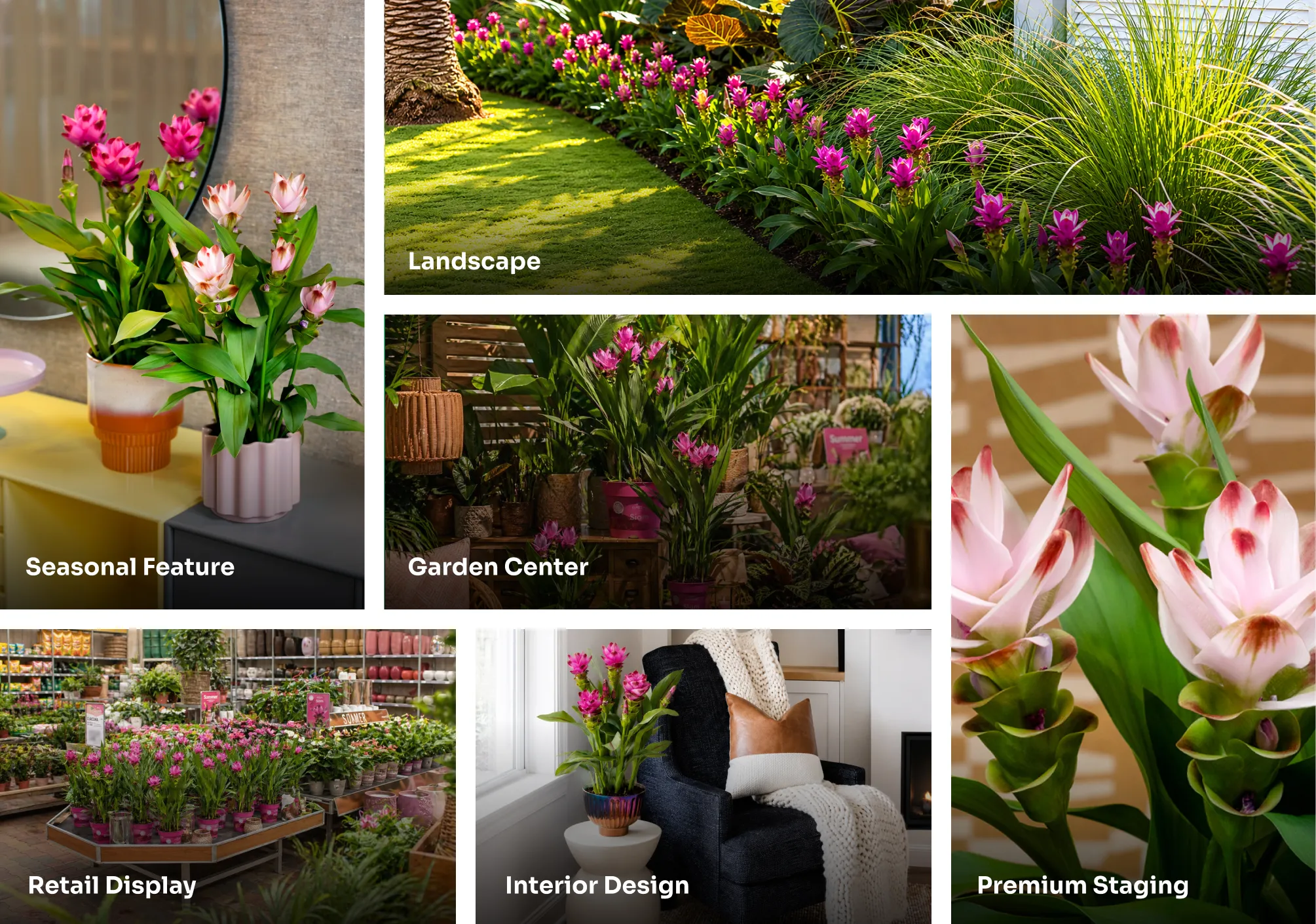 Foremost - Curcuma Built for High‑Impact Displays