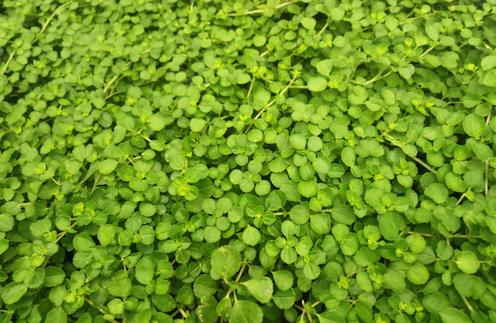 Pilea depressa field