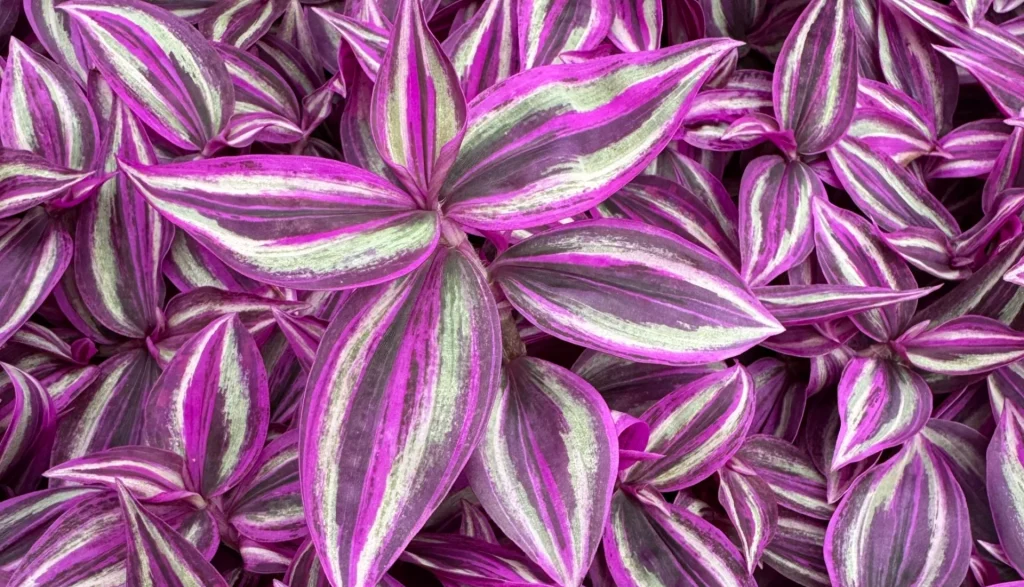 top down tradescantia callisia pink panther