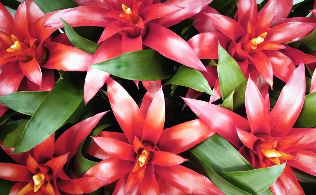 top down guzmania - cultivate