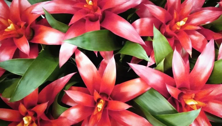 top down guzmania - cultivate