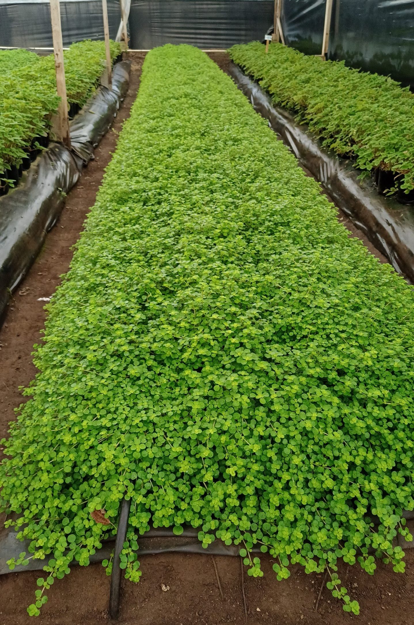 pilea depressa in greenhouse