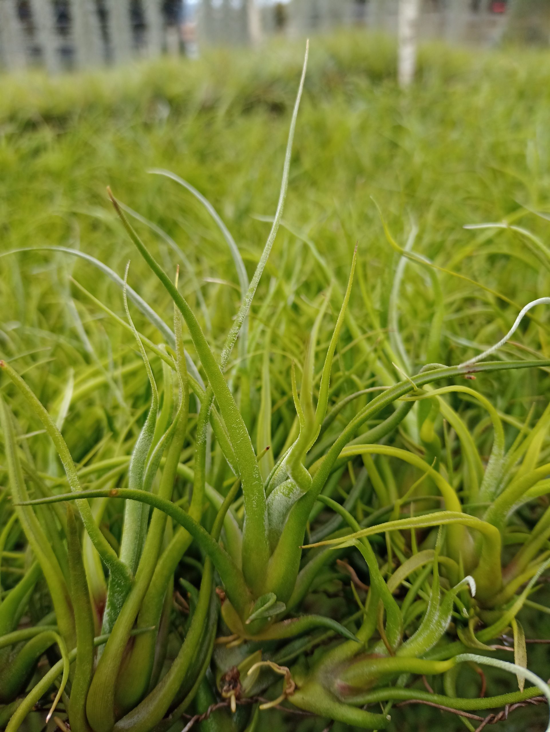 tillandsia close up