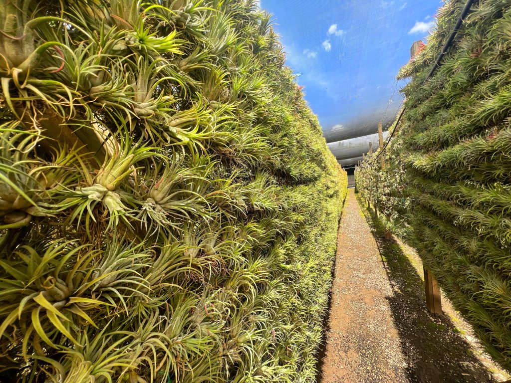 tillandsia growing wall