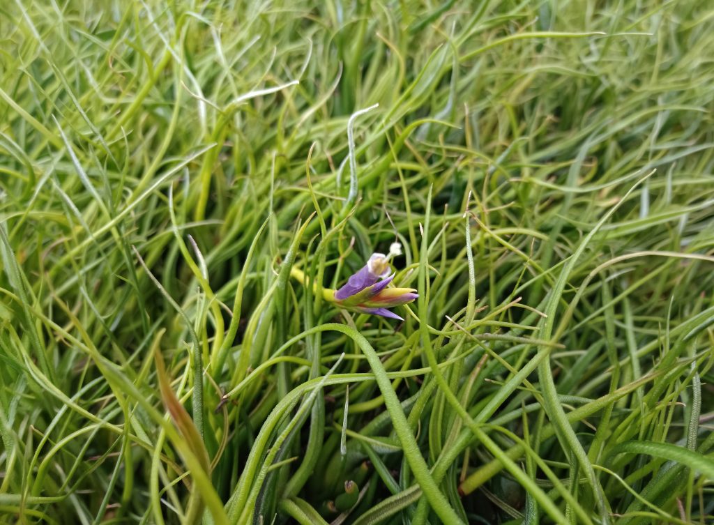 tillandsia with purple flower