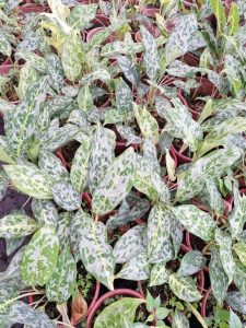 Freshly harvested Aglaonema unrooted cuttings prepped for shipping as premium wholesale starter plants.
