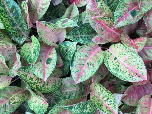 Healthy Aglaonema liners and wholesale starter plants growing in a climate-controlled commercial greenhouse.
