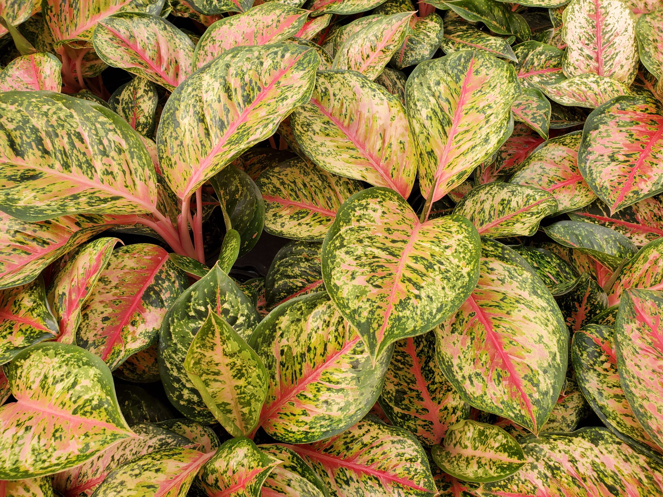 Healthy Aglaonema liners and wholesale starter plants growing in a climate-controlled commercial greenhouse.