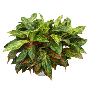 Healthy Aglaonema liners and wholesale starter plants growing in a climate-controlled commercial greenhouse.