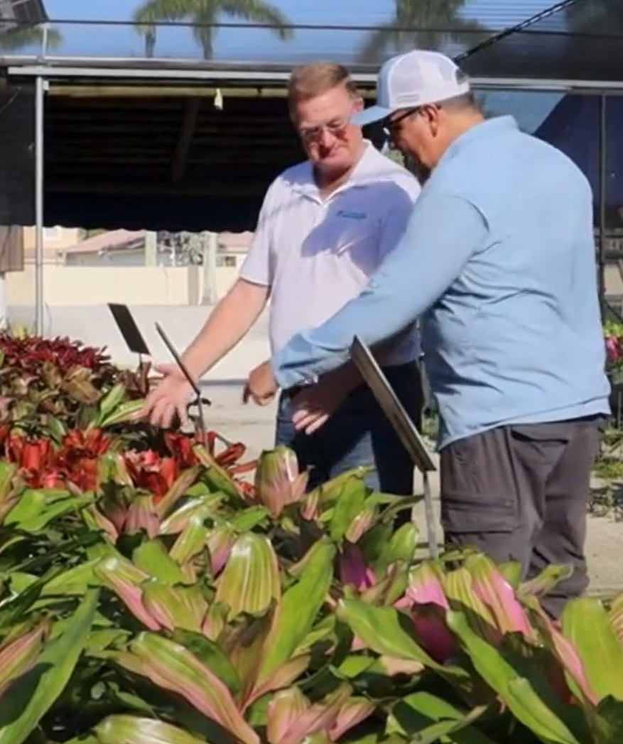 Bromeliads Field