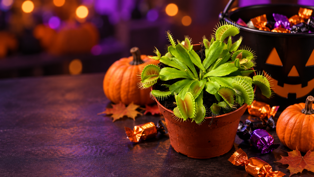 Dianea Halloween 3