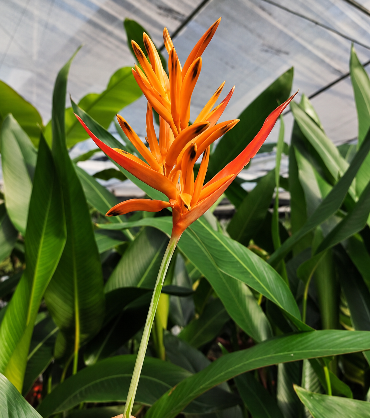 Heliconia Choconiana Flower zoom