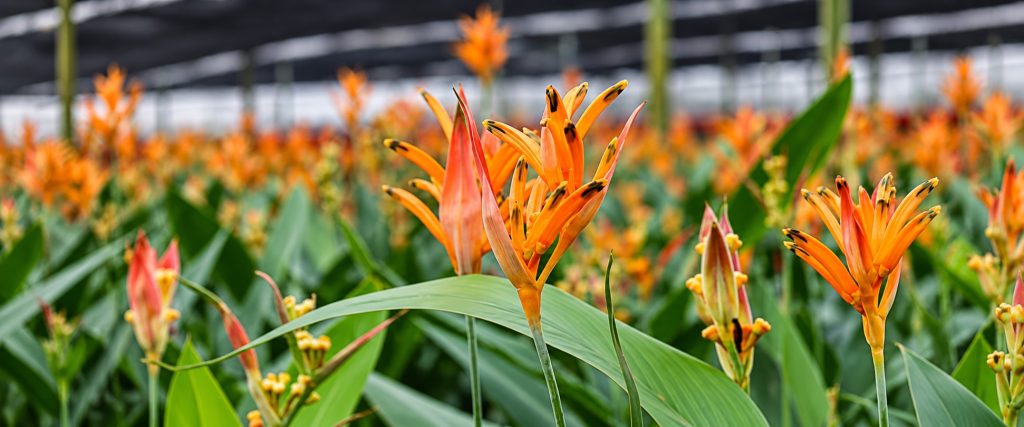 Heliconia Choconianahorizontal Landscape