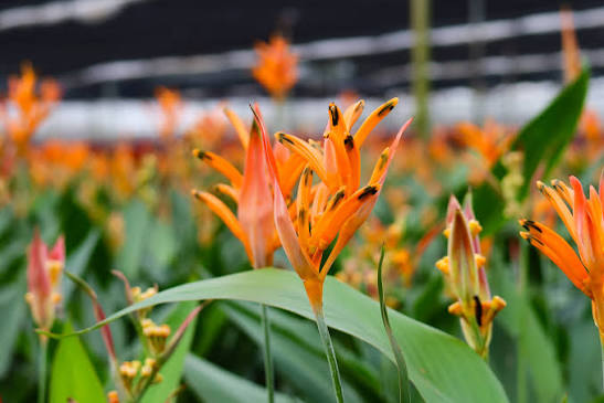 Heliconia Choconiana tropical plant with orange-red bracts