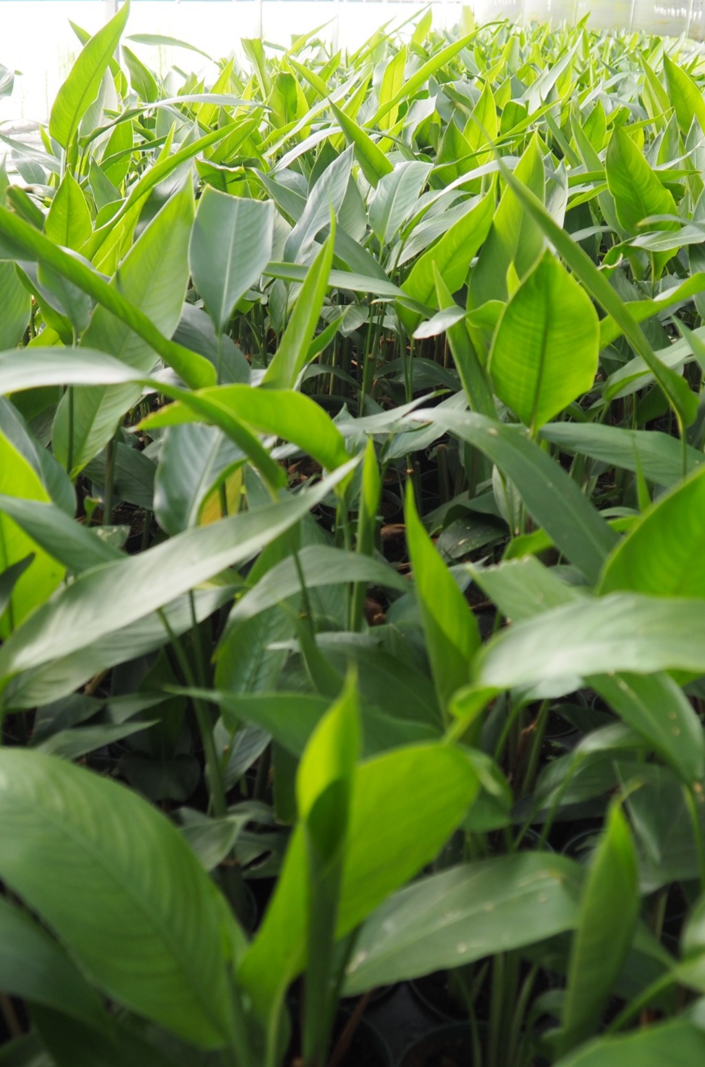 Heliconia Choconiana liner for grower production