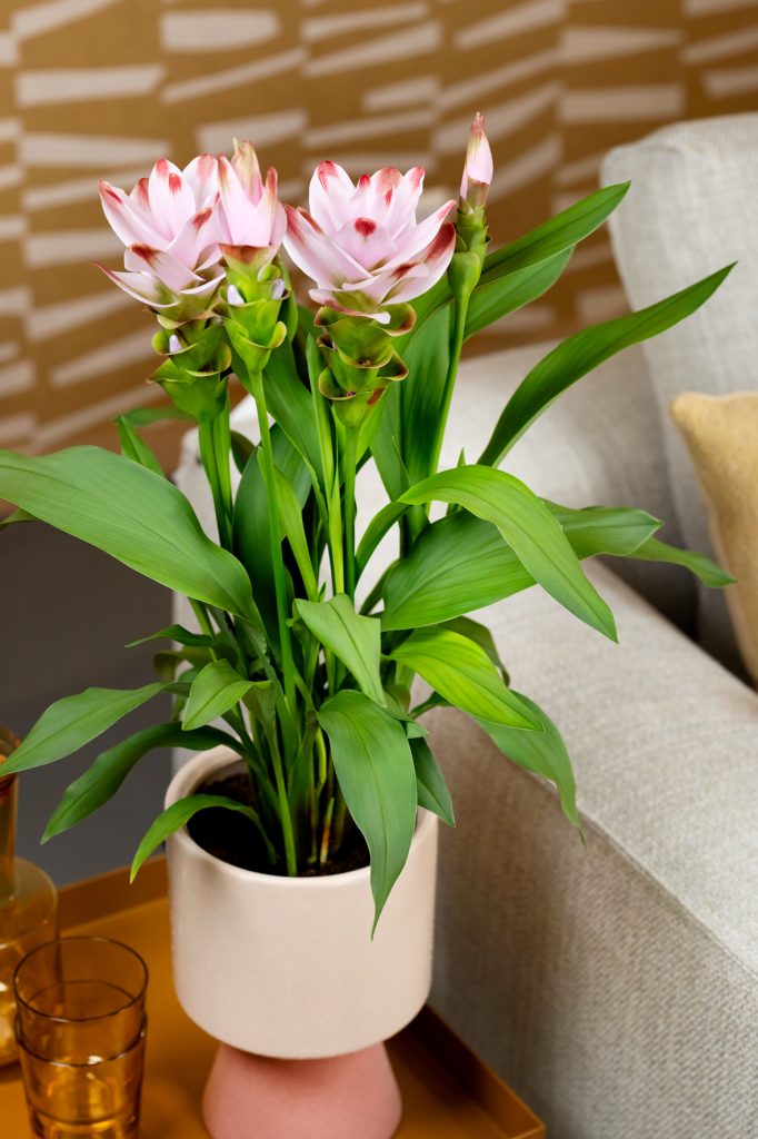 Curcuma Lifestyle