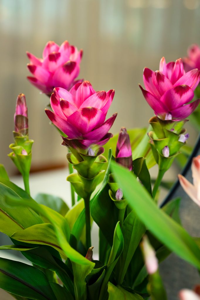 Curcuma Lifestyle