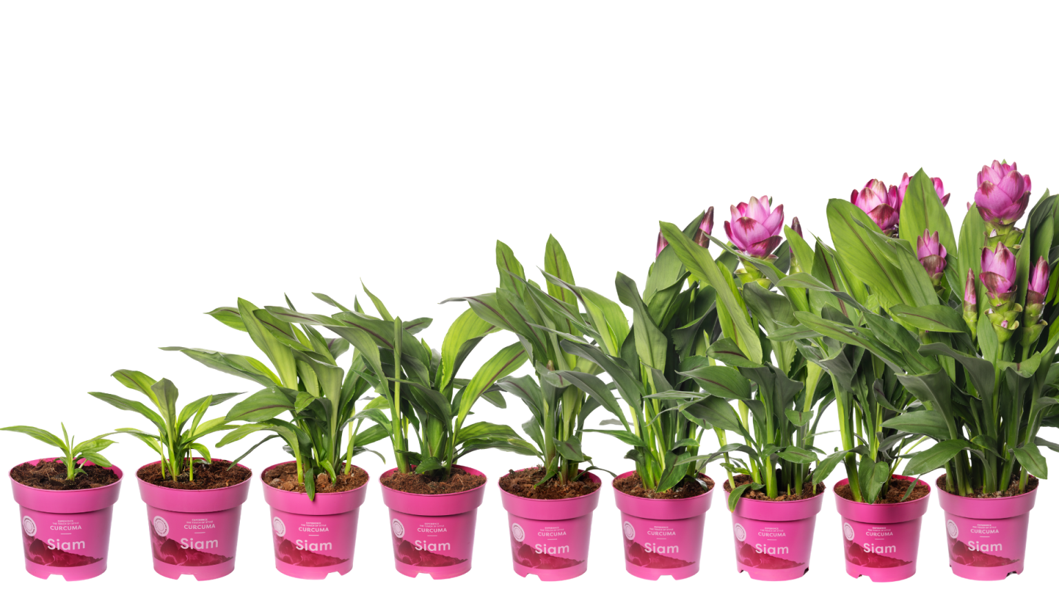 Curcuma growing guide