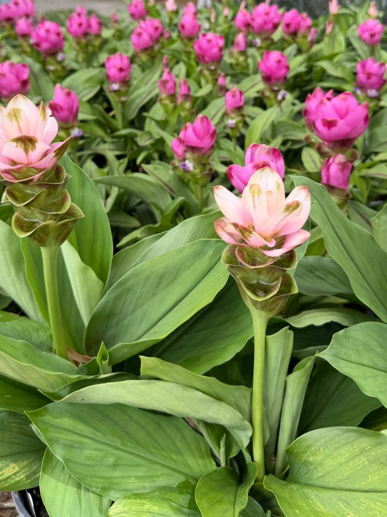 Curcuma Siam wholesale