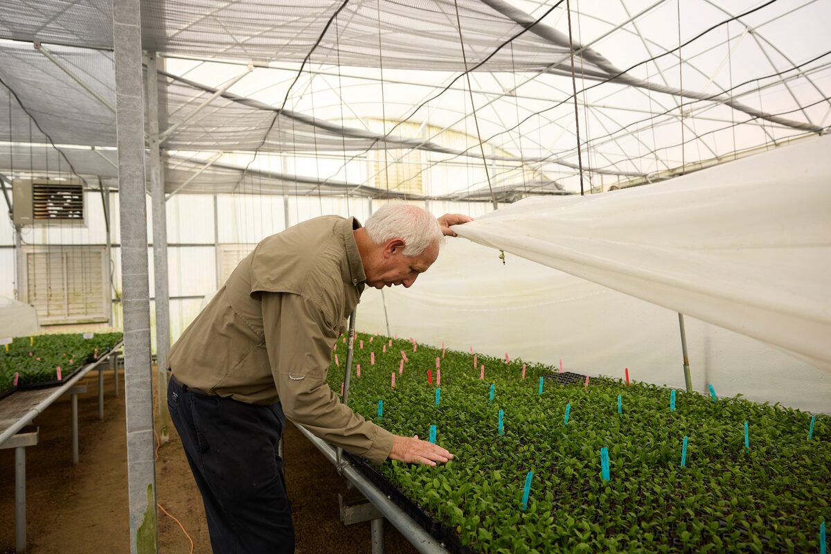 Pothos varieties for growers