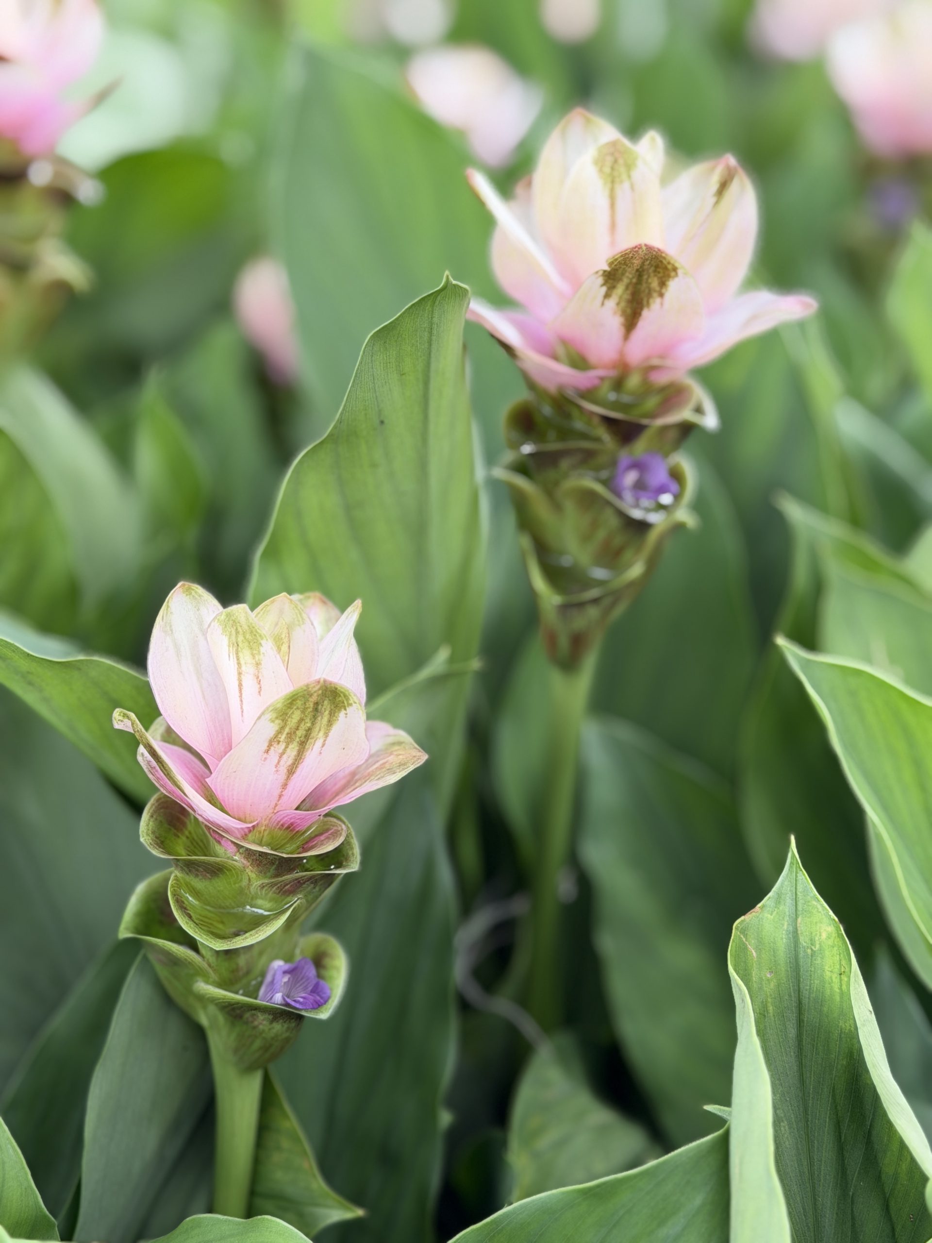 Siam Tulip wholesale liners
