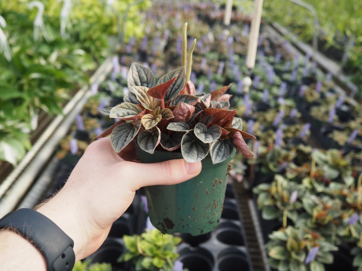 Peperomia starter material for wholesale growers