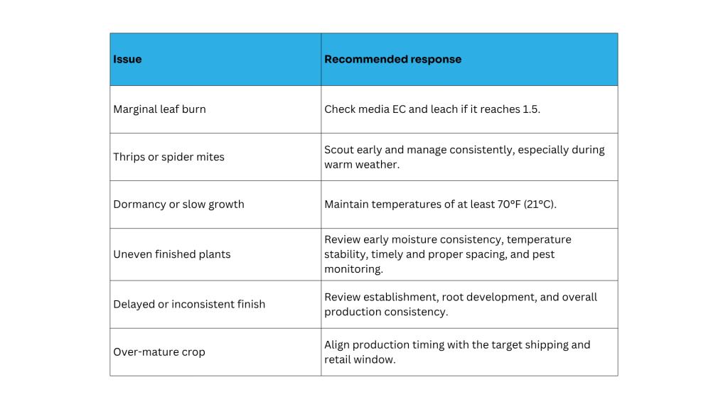 Troubleshooting Curcuma Production