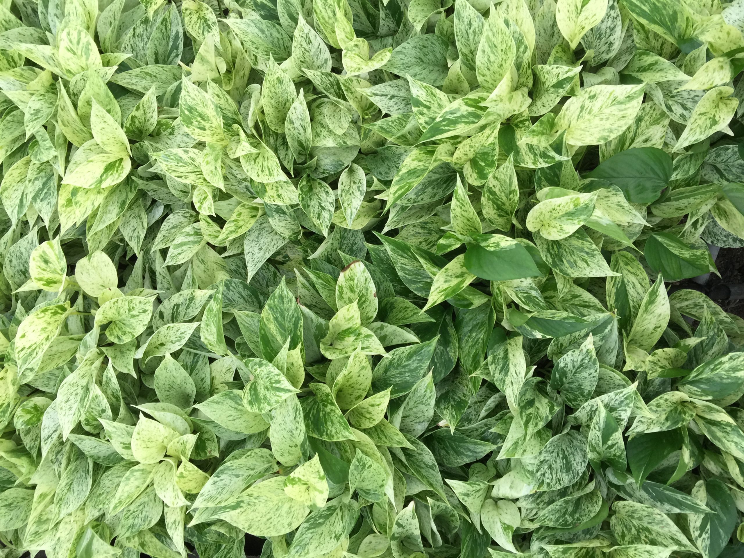 Marble Prince Pothos variety developed through commercial evaluation