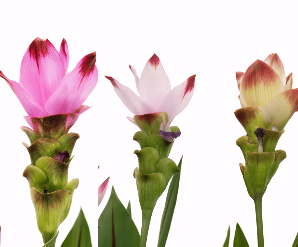 Curcuma Siam varieties
